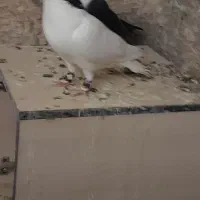 جفت نرو ماده چپو وساده کلاغ دم سیاه واکسی.
