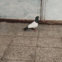 سینه سیاه