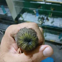 فروش گلاستر