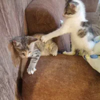 واگذاری ۴ عدد بچه گربه