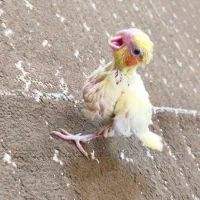 عروس هلندی سرلاکی|پرنده|مرودشت, پشت سایپا‎|دیوار