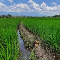 برنج ایرانی شمالی (گیلان )