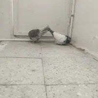 نر گمشده|پرنده|قم, نخودی|دیوار