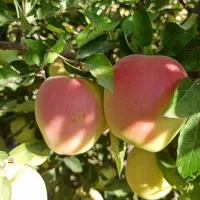 نهالستان عرفان نهال|خدمات باغبانی و درختکاری|جلفا, |دیوار