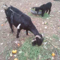 بزغاله نر|حیوانات مزرعه|بیرجند, |دیوار