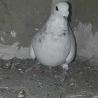 کفتر سرور هفترنگ سوزنی|پرنده|چناران, |دیوار