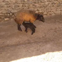 گوسفند قرمیزی با بچه قره قیزیل