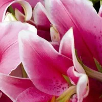 استخدام خواهران