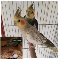 گرینچیک و عروس هلندی|پرنده|ماکو, |دیوار