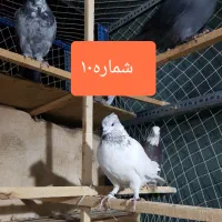 کفتر یا کبوتر مفت سواکن جداکن|پرنده|قم, سعادتی|دیوار