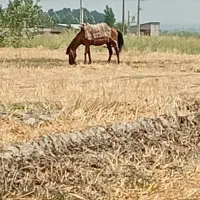 اسب نریان