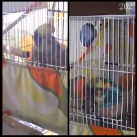 جفت طوطی کوتوله کار داده نژاد پاربلو