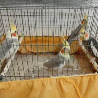 ۸تا عروس هلندی بالغ یکجا واگذار میشود