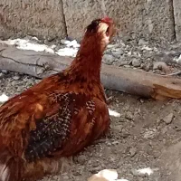 فروش‌ مرغ‌ وجوجه‌ ازمرغ‌ محلی‌ تامرغ‌ مرندی..جوجه‌