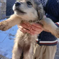 فروشی|سگ|تربت‌حیدریه, حسنی بالا|دیوار