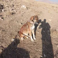 فروشی|سگ|تیکمه داش, |دیوار