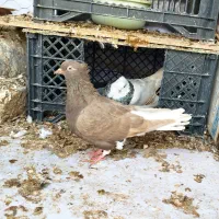 شامی دم سفیدـ سرکه ای دم سفید ـ سرخ دم سفید...|پرنده|قزوین, |دیوار