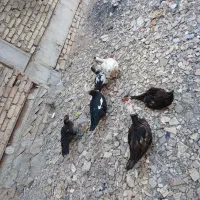 اردک اسرائیلی|حیوانات مزرعه|رباط‌کریم, رباط‌کریم|دیوار
