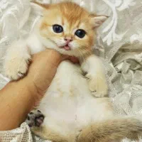 خرس کوچولوهای شیراز کت