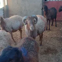 قوچ جوان چهار دندان به شرط برای نگه داری خوبه|حیوانات مزرعه|تربت جام, جامرود|دیوار