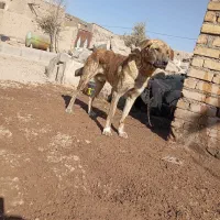 سگ نگهبان جوان