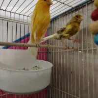 نروماده قناری نرش مست بخون