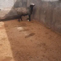 گوسفند .قوچ شال