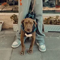 سگ پیتبول نر