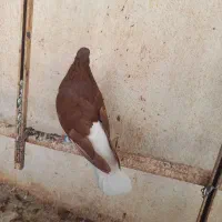 سرخ دم سفید نر