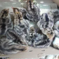 جوجه بقلمون برنز واکسن خورده