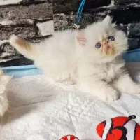 پرشین ردپوینت هیمالین نر اصیل با کیفیت چشم آبی