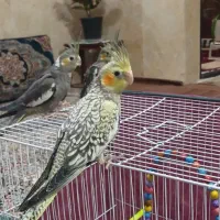 عروس هلندی سرحال