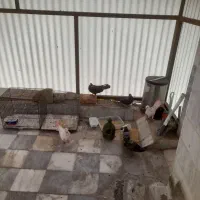 چند عدد کبوتر نرو ماده