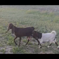 1عدد بززاایده بابزچاق
