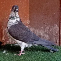 کبوتر بلند پرواز شمال( بندرگز )|پرنده|گرگان, |دیوار