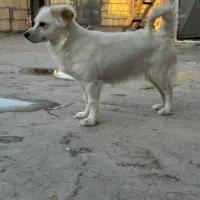 یک جفت سگ آپارتمانی|سگ|لنجان, |دیوار