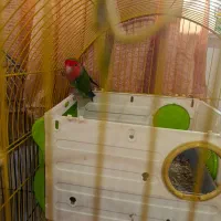 طوطی برزیلی عروس|پرنده|کلاردشت, |دیوار