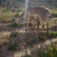 بره ماده چینی قشنگ|حیوانات مزرعه|تربت جام, جامرود|دیوار