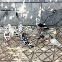 فروش کفتر|پرنده|ساوه, |دیوار