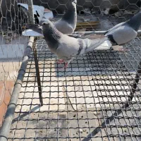 کبوتر دمگیر خرقه ماده  کبوتر شیرازی گلین ماده