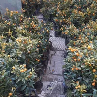 نهال کامکوآت ۲ الی ۳ ساله مناسب خانه و باغچه|گل و گیاه طبیعی|کرج, شهرک سهرابیه|دیوار