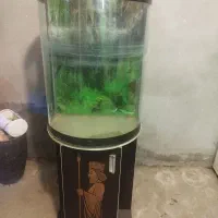 آکواریوم ...بوفه درحد نو