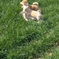 توله(۲ماهه) اشپیتز