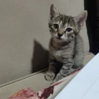 واگذاری سرپرستی بچه گربه