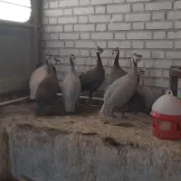 مرغ شاخدار
