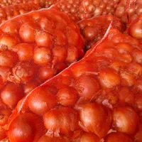 تامین کننده پیاز برا صادرات و شهرستان