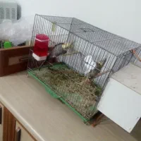 یک جفت عروس مولد بشرط تخم