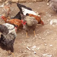 مرغ خروس بوغلمون