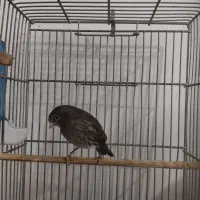 قناری ماده نگرو مشکی جفتی سهره.