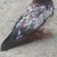 کفتر